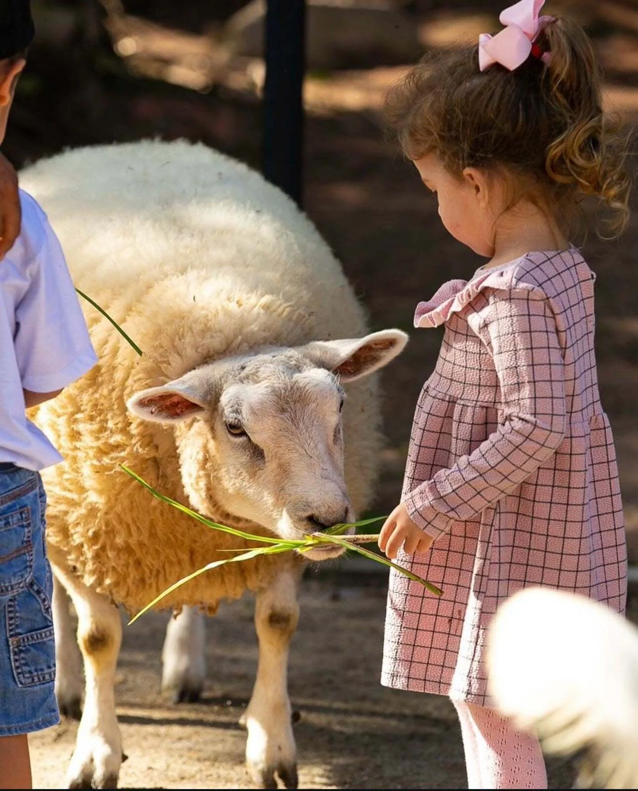 Child feeding a sheep at Fazendinha